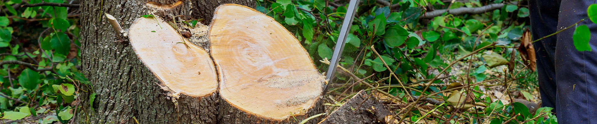 Abattage d’un arbre par démontage