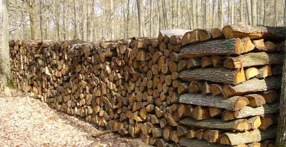 Longue pile de bois de chauffage fendu et empilé en forêt.